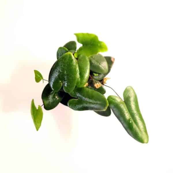 Full Heart Leaf Fern Hemionitis Arifolia