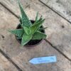 Aloe Australian Hybrid 3 inch Pot Live Plant No9