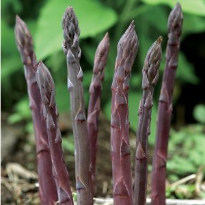 3 Huge Purple Passion Asparagus