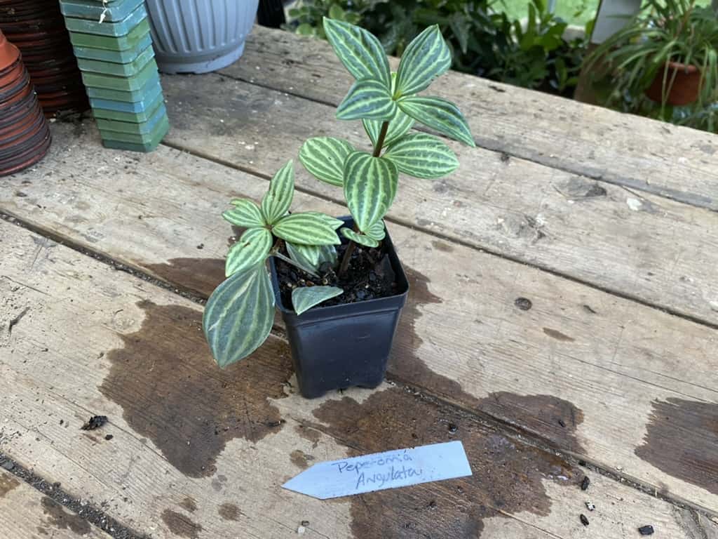 Peperomia Angulata 2.5 Inch Tall Pot Starter Plant, Plantly