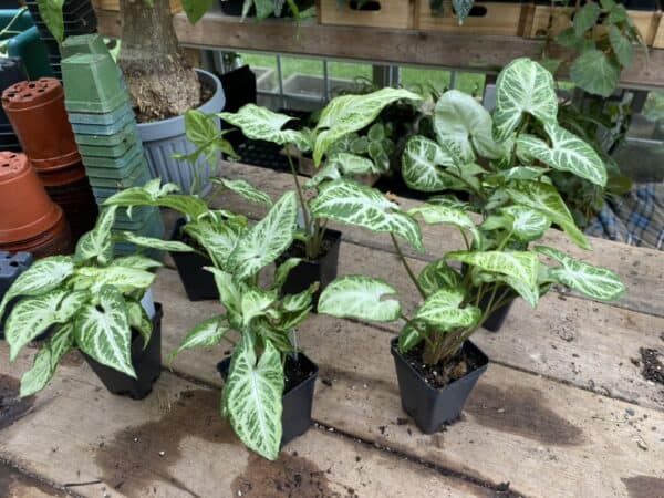 Syngonium or Arrowhead Plant Randy Green and White 2.5 Inch Tall Pot Live Plant