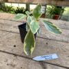 Peperomia Ginny Variegated Small Leaf 3 Inch Pot Live Plant