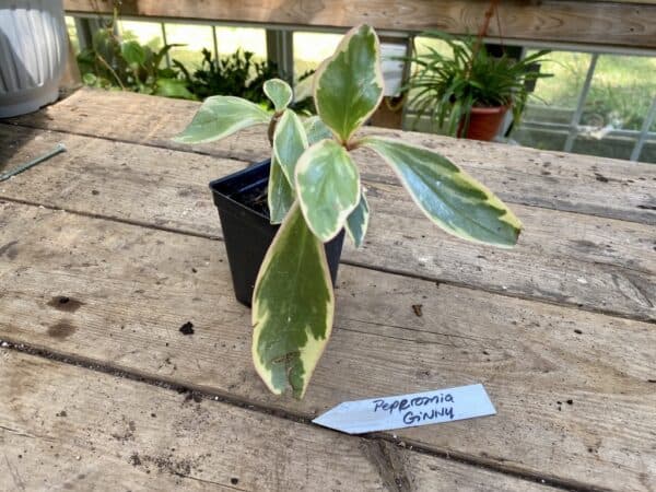 Peperomia Ginny Variegated Small Leaf 3 Inch Pot Live Plant