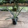 Bromeliad Pineapple Juicy Variegated 4 inch pot Live Starter Plant