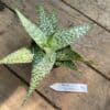 Aloe Australian Hybrid 3 Inch Pot Live Plant No3
