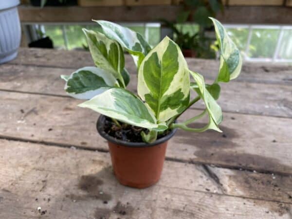 Pothos or Devil&#8217;s Ivy NJoy 3” Pot Live Plant, Plantly