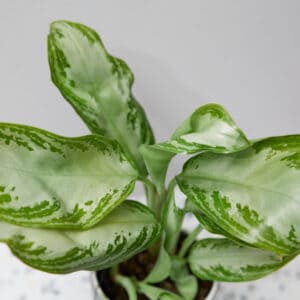 Chinese Evergreen Aglaonema Silver Bay - 4" or 6"