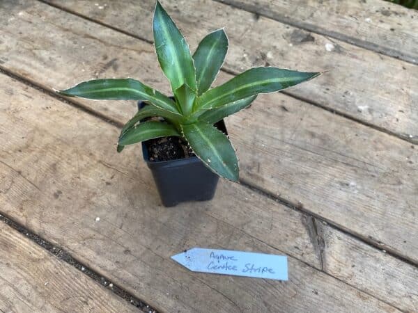 Agave Lophantha Center or Middle Stripe 2.5 tall Pot Live Plant