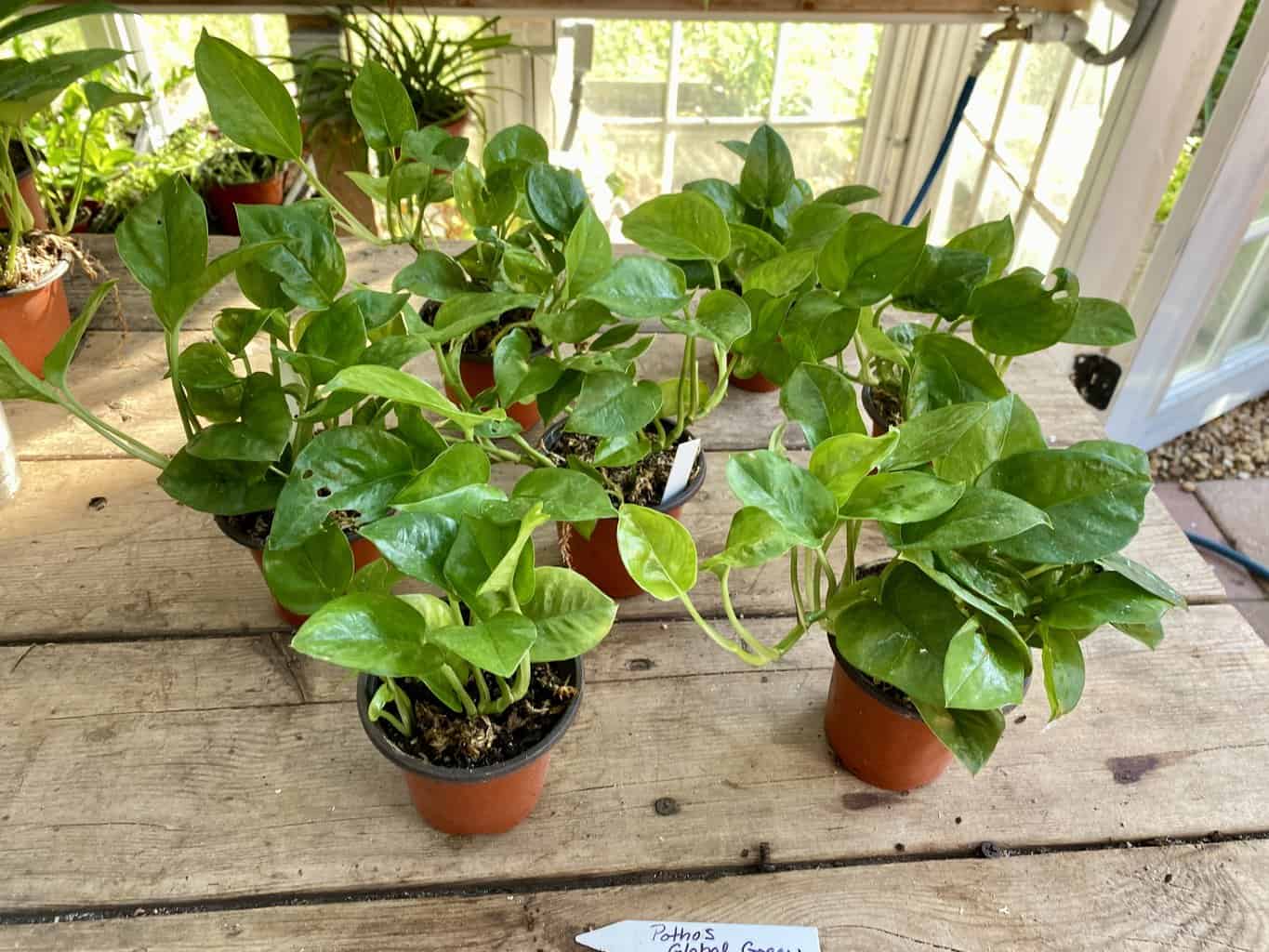 Pothos or Devil&#8217;s Ivy Global Green 3 Pot Live Plant, Plantly