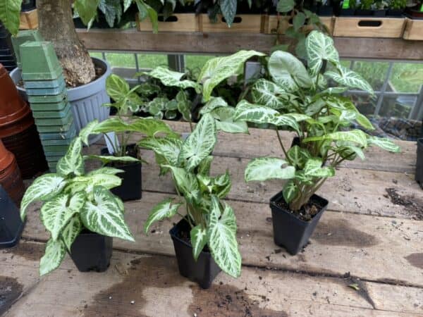 Syngonium or Arrowhead Plant Randy Green and White 2.5 Inch Tall Pot Live Plant