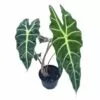 Alocasia African mask, Alocasia × amazonica 'Polly', Alocasia plant in 4 inch pot. Giant taro, ape, biga, elephant ears, African mask plant.