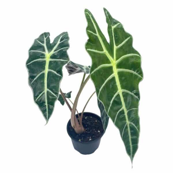 Alocasia Polly African Mask in 4 inch pot