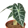 Alocasia Amazonica Bambino | Alocasia x amazonica | Exotic Houseplant