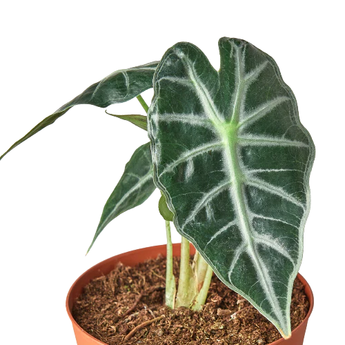 Alocasia Amazonica Bambino | Alocasia x amazonica | Exotic Houseplant