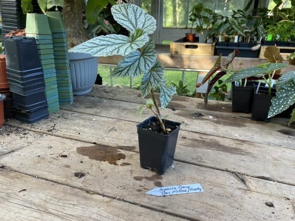 Begonia Cane Don Miller aka Frosty Silver Plant 2.5″ Tall Pot
