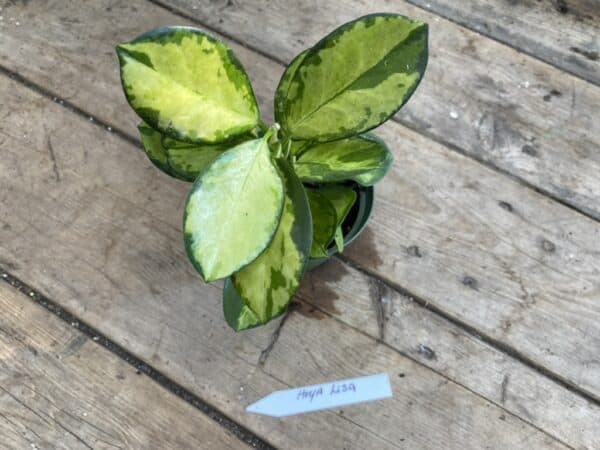 Hoya Australis Lisa 4 Pot Live Starter Plant, Plantly