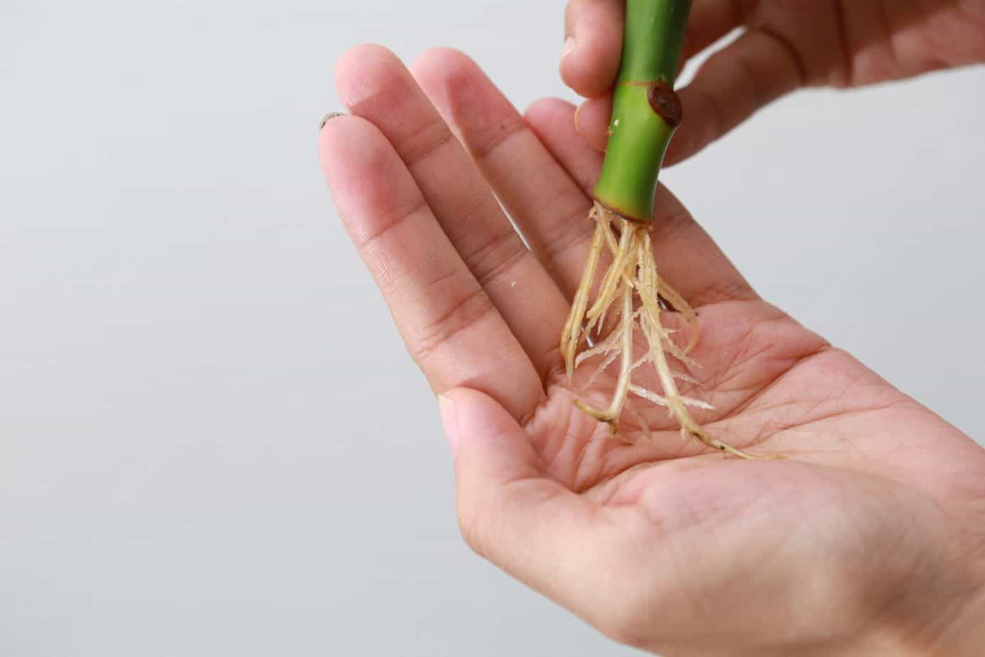 Anthurium Can Grow In Water? Find Out Here Plantly