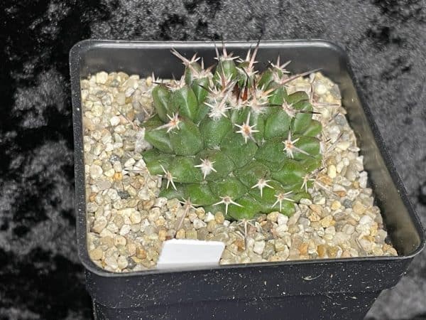 Mammillaria magnimamma &#8216;priessnitzii- cactus-cacti-, Plantly