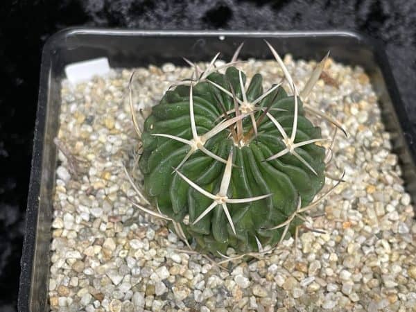 Stenocactus guerraianus- Cactus- Cacti- Succulent, Plantly