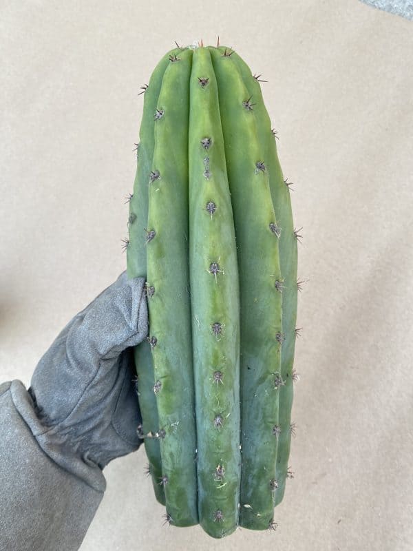 Trichocereus Peruvianus &#8220;Short Spine Peru&#8221; Cutting 10&#8243;, Plantly