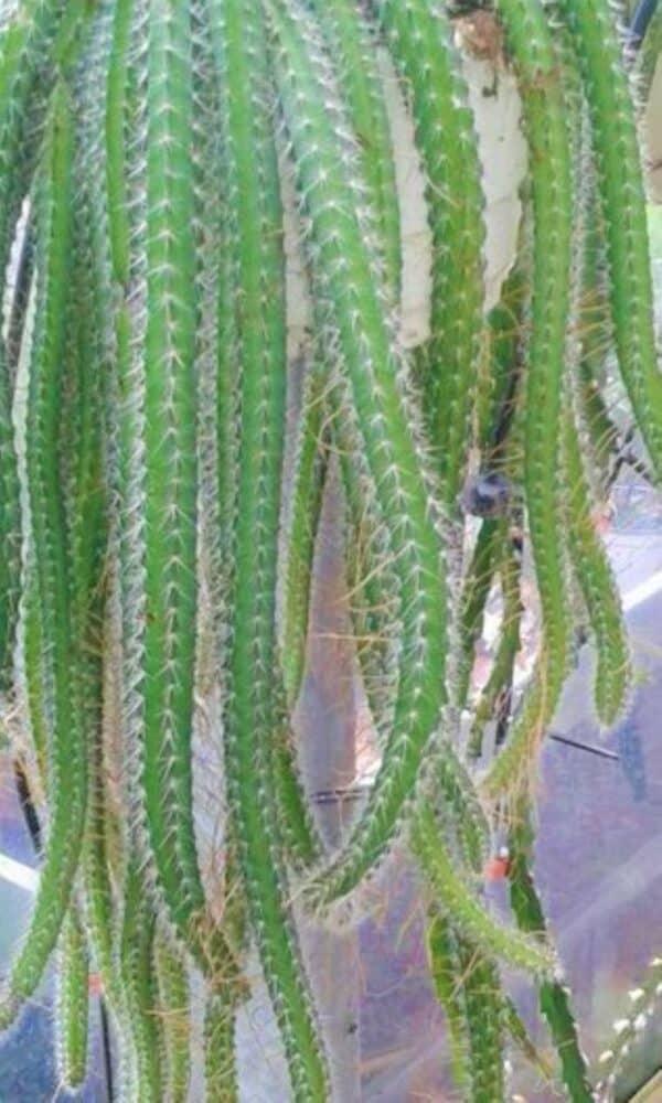 Strophocactus Dog Tail Cactus