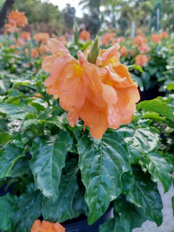 a blooming flower of marmalade crossandra