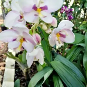 Ground Orchid Spathoglottis Pink Ships Free.