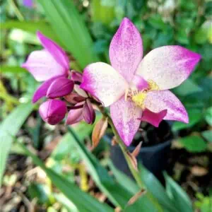 Ground Orchid Spathoglottis Purple Ships Free
