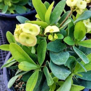 Euphorbia milli Yellow Crown of Thorns Ship Free.