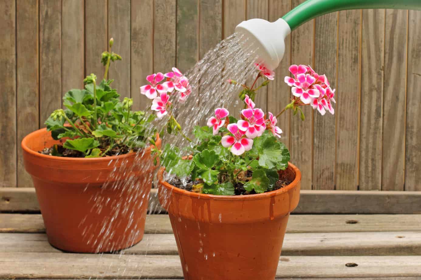 Care And Guide Tips On Watering Indoor Plants Plantly
