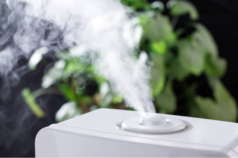 plant humidity requirement