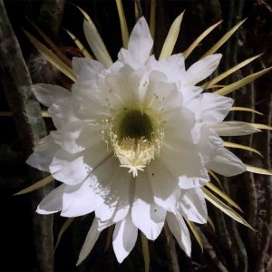 How to Propagate Cactus? Step-by-Step Guide, Plantly