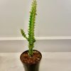 Euphorbia Trigona - Highly variegated