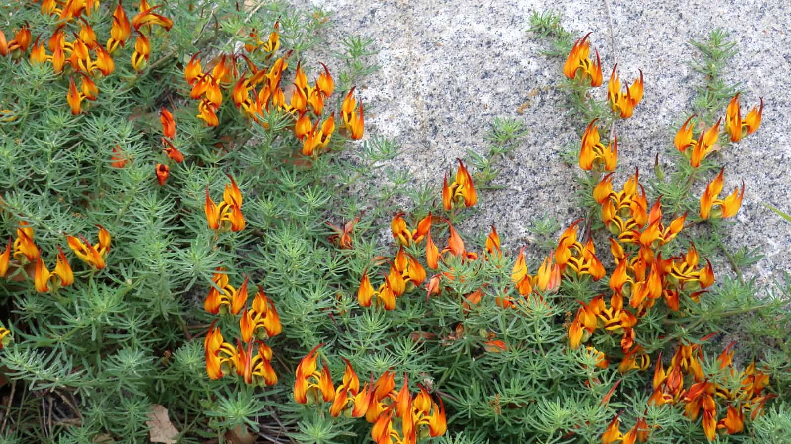 Lotus Gold Vine Plant Care Guide Plantly