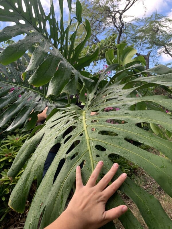 Monstera Deliciosa Fully Fenestrated Giant Cutting with Mature Leaf, Plantly