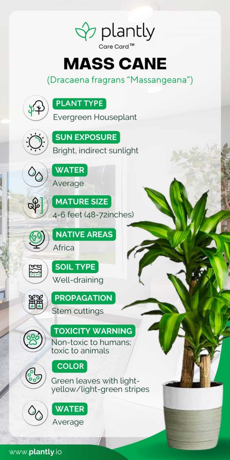 Mass Cane Plant Care and Growing Guide Plantly