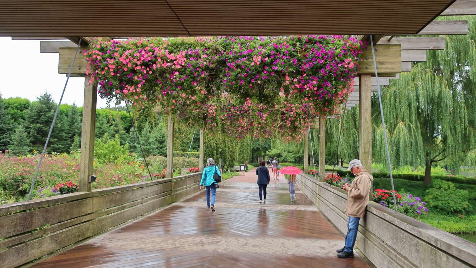 Botanical Gardens Chicago Plantly - 190908 025 Chicago Botanic Gdn Visitor Center Bridge Petunia Easy Wave%C2%AE Opposites Attract Mixture Acalypha Pendula Dwarf Chenille Plant Vinca Major Maculata 48860939473 1536x864 