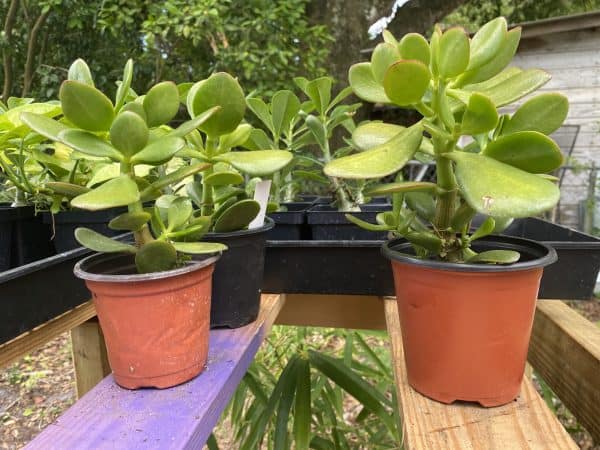 Jade Plant / 4 inch Crassula ovata / friendship plant, money plant, silver dollar plant, Plantly