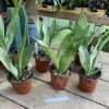 Sansevieria or Snake Plant Moonshine 3” Pot Live Plant