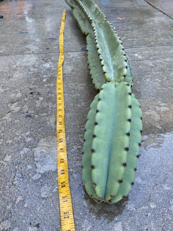 Huge Peruvian Apple Cactus Cutting 51, Plantly