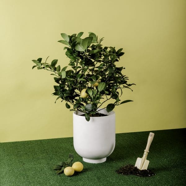 Meyer Lemon Citrus &#8211; Indoor/Outdoor Citrus, Plantly