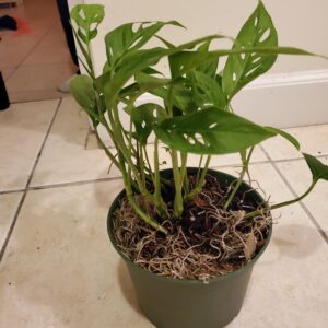 How To Propagate Monstera?, Plantly