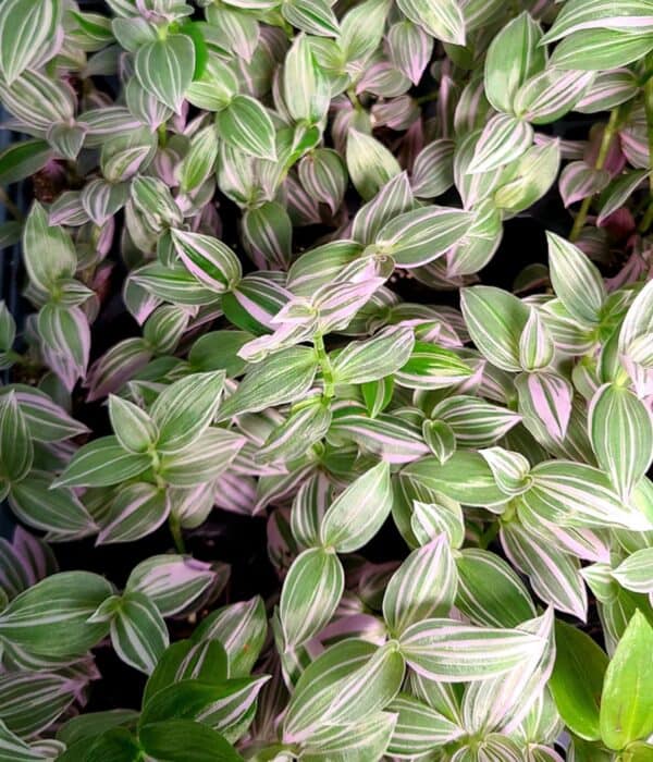 gorgeous leaves of tradescantia fluminensis lavender plant.