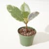 Variegated Rubber Plant Ficus Elastica Tineke