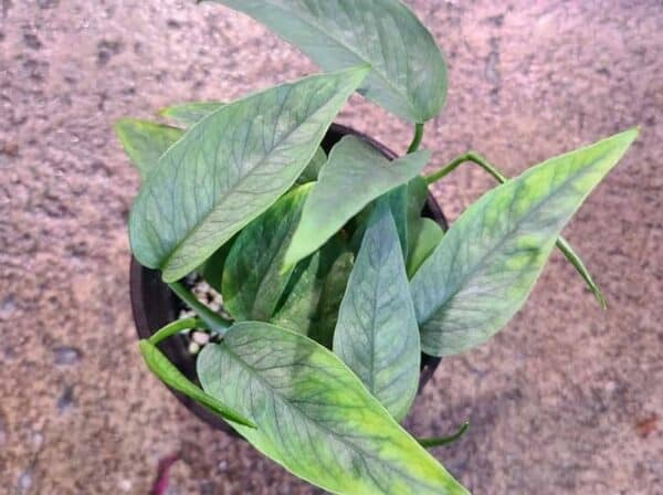 Cebu Blue Plant Care Complete Growing Guide Plantly