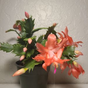 Holiday Cactus ~ Thanksgiving / Christmas