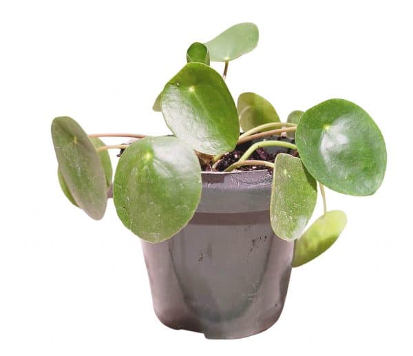 Pilea peperomioides, Plantly