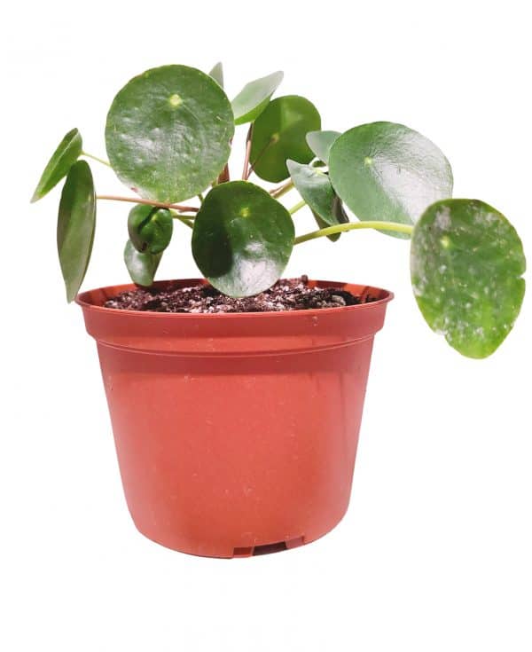 Pilea peperomioides, Plantly