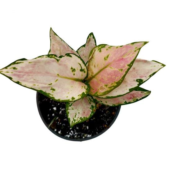 Aglaonema Lucky Red, Plantly