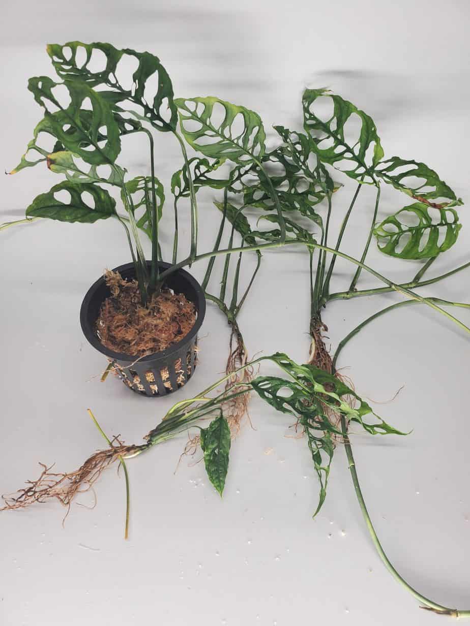 Monstera Obliqua Peru, Active Growth, Free Shipping US only | Plantly